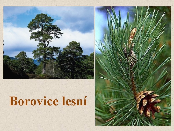 Borovice lesní 