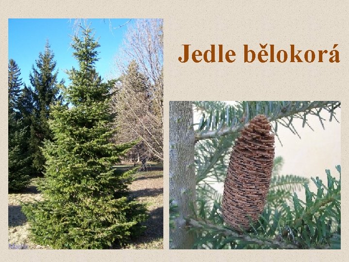 Jedle bělokorá 