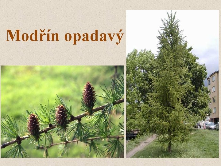 Modřín opadavý 