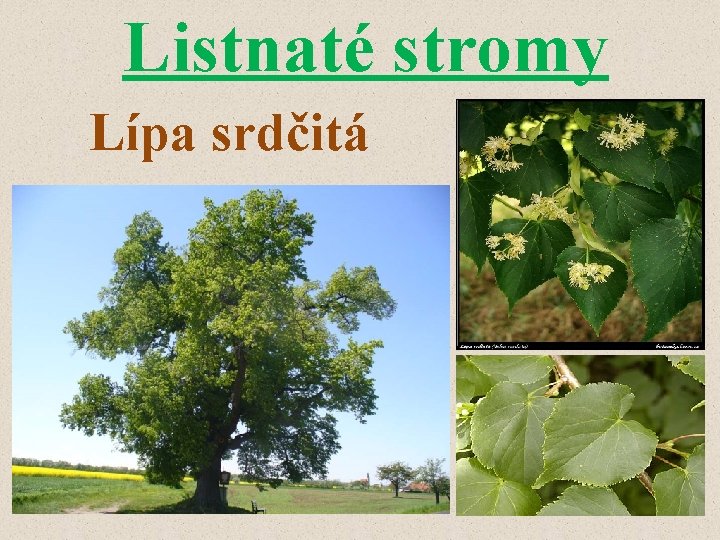 Listnaté stromy Lípa srdčitá 