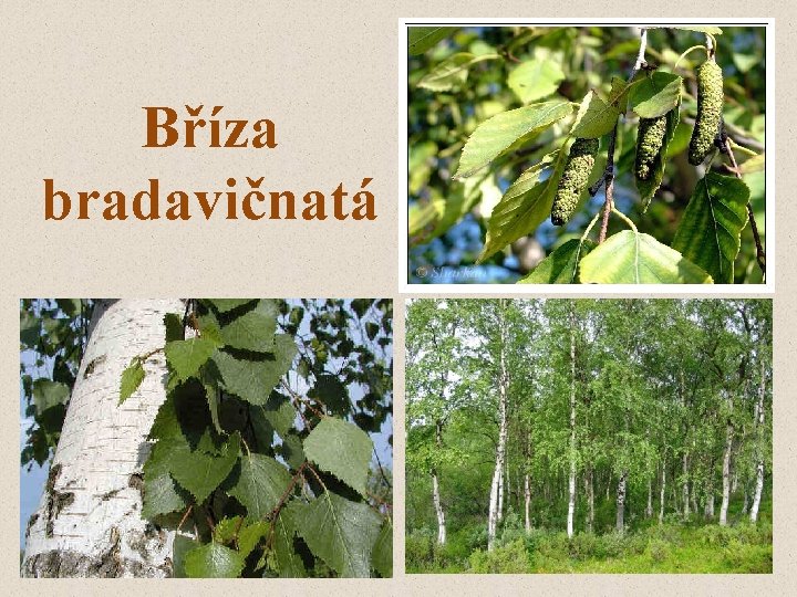 Bříza bradavičnatá 