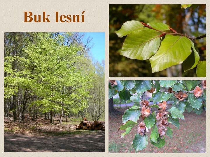 Buk lesní 