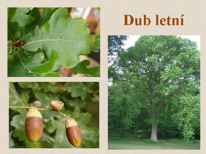 Dub letní 