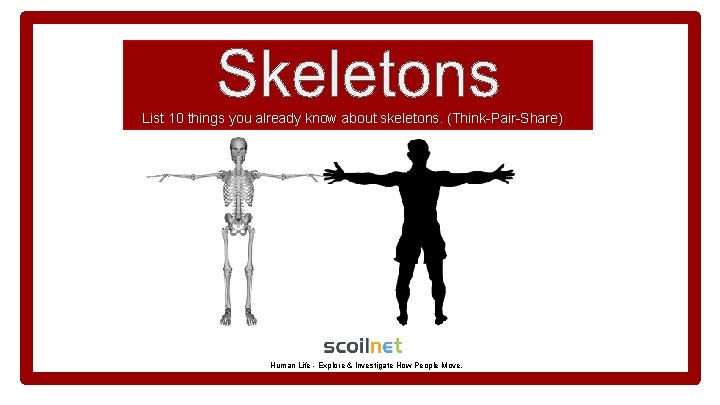 List 10 things you already know about skeletons. (Think-Pair-Share) Human Life - Explore &