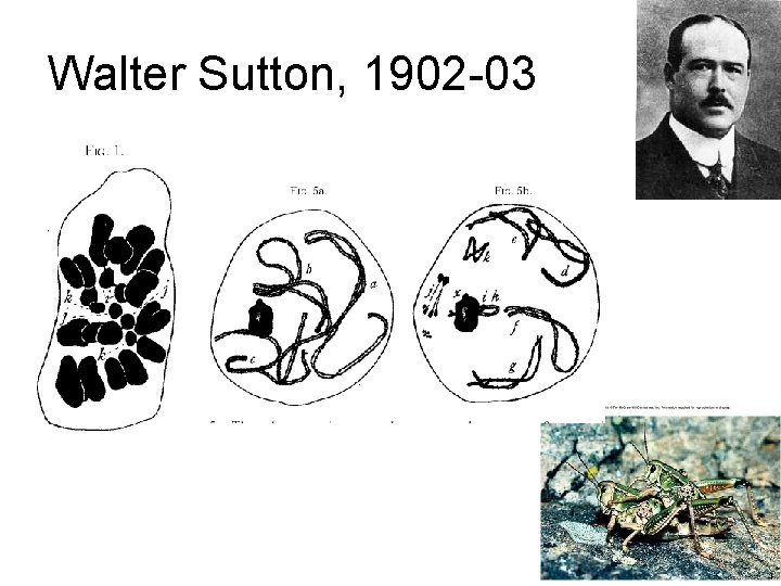 Walter Sutton, 1902 -03 1 Walter Sutton, 1902 -03 1