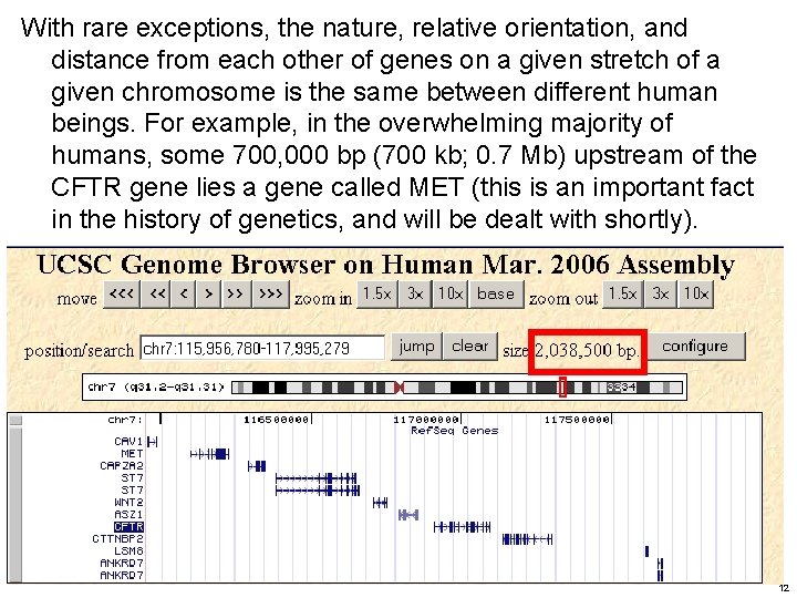 With rare exceptions, the nature, relative orientation, and distance from each other of genes With rare exceptions, the nature, relative orientation, and distance from each other of genes
