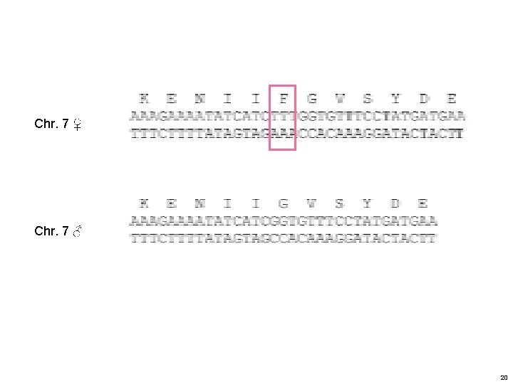 Chr. 7 ♀ Chr. 7 ♂ 20 Chr. 7 ♀ Chr. 7 ♂ 20