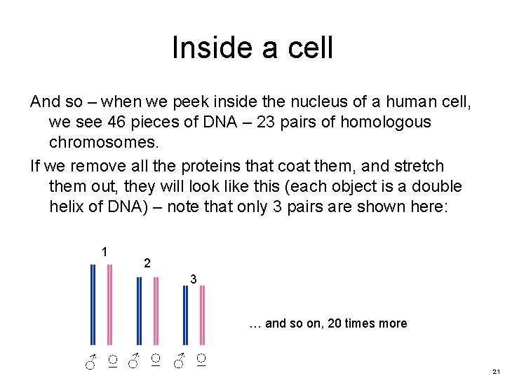 Inside a cell And so – when we peek inside the nucleus of a Inside a cell And so – when we peek inside the nucleus of a