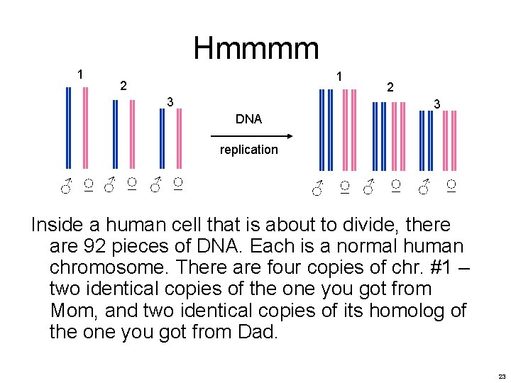 Hmmmm 1 1 2 3 DNA replication ♂ ♀ ♂ ♀ ♂ ♀ Inside Hmmmm 1 1 2 3 DNA replication ♂ ♀ ♂ ♀ ♂ ♀ Inside