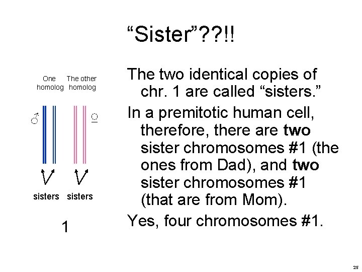 “Sister”? ? !! One The other homolog ♂ ♀ sisters 1 The two identical “Sister”? ? !! One The other homolog ♂ ♀ sisters 1 The two identical