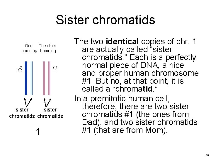 Sister chromatids One The other homolog ♂ ♀ sister chromatids 1 The two identical Sister chromatids One The other homolog ♂ ♀ sister chromatids 1 The two identical