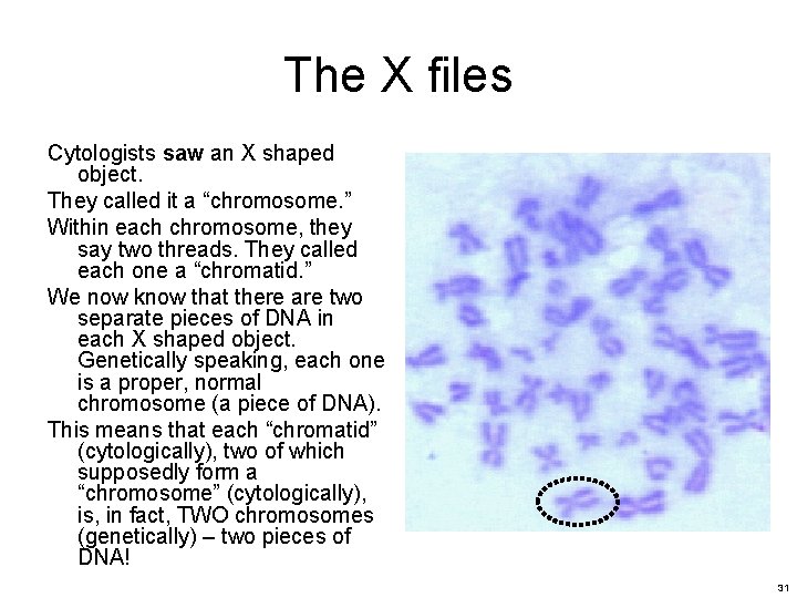 The X files Cytologists saw an X shaped object. They called it a “chromosome. The X files Cytologists saw an X shaped object. They called it a “chromosome.