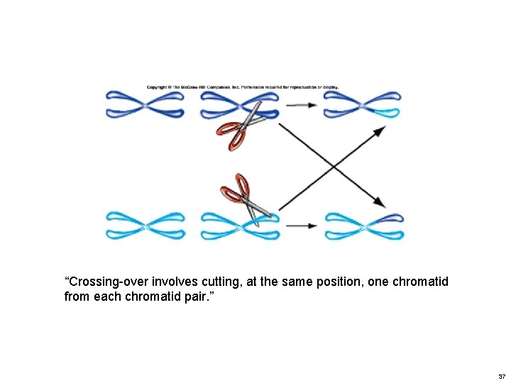 “Crossing-over involves cutting, at the same position, one chromatid from each chromatid pair. ” “Crossing-over involves cutting, at the same position, one chromatid from each chromatid pair. ”