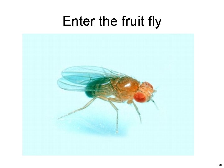 Enter the fruit fly 48 Enter the fruit fly 48
