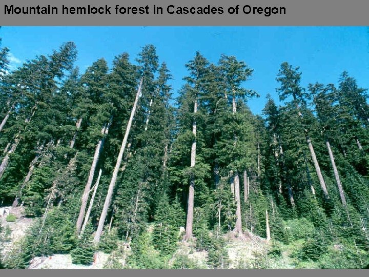 Mountain hemlock forest in Cascades of Oregon 