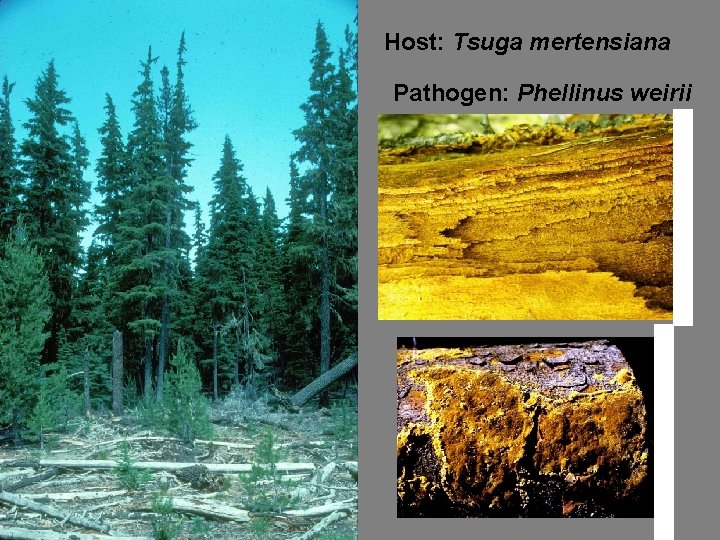 Host: Tsuga mertensiana Pathogen: Phellinus weirii 