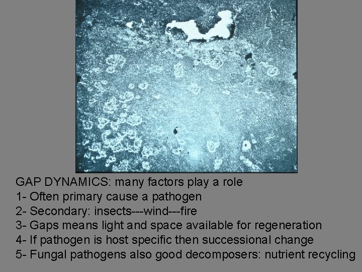GAP DYNAMICS: many factors play a role 1 - Often primary cause a pathogen