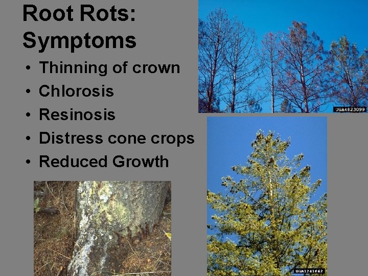 Root Rots: Symptoms • • • Thinning of crown Chlorosis Resinosis Distress cone crops