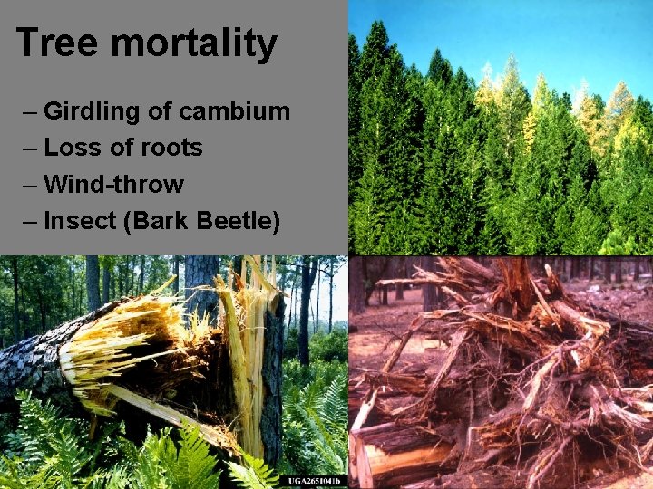 Tree mortality – Girdling of cambium – Loss of roots – Wind-throw – Insect