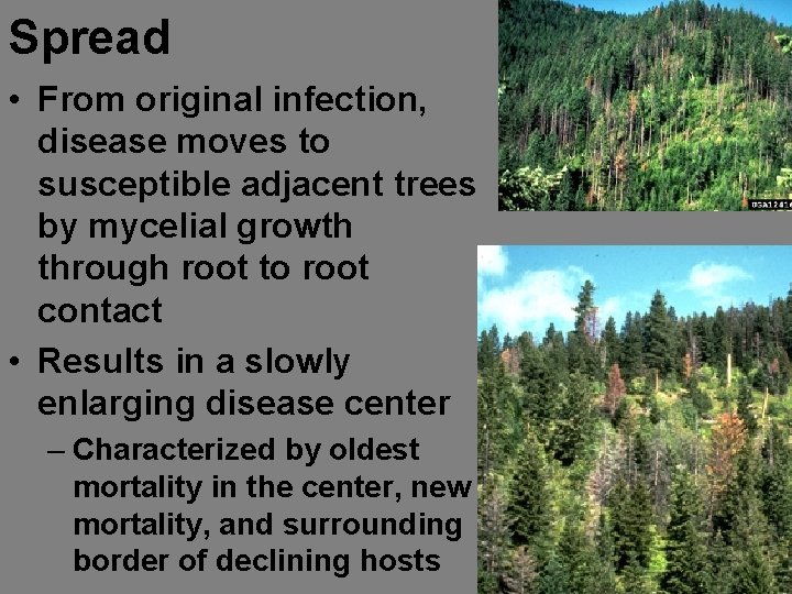 Spread • From original infection, disease moves to susceptible adjacent trees by mycelial growth