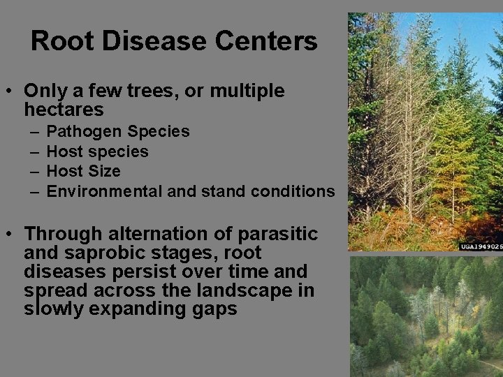Root Disease Centers • Only a few trees, or multiple hectares – – Pathogen