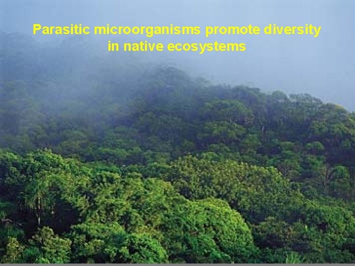 Parasitic microorganisms promote diversity in native ecosystems 
