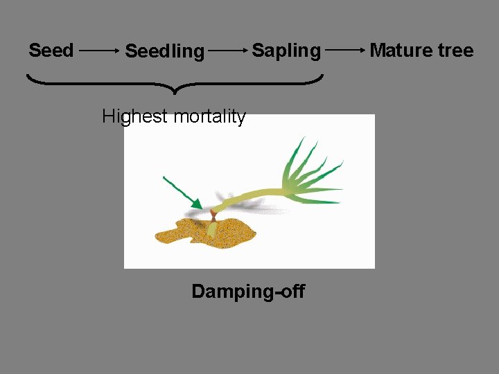 Seedling Sapling Highest mortality Damping-off Mature tree 