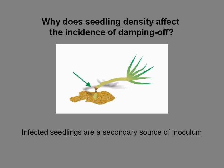 Why does seedling density affect the incidence of damping-off? Infected seedlings are a secondary