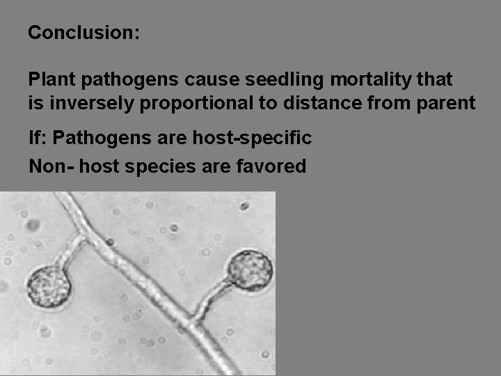 Conclusion: Plant pathogens cause seedling mortality that is inversely proportional to distance from parent