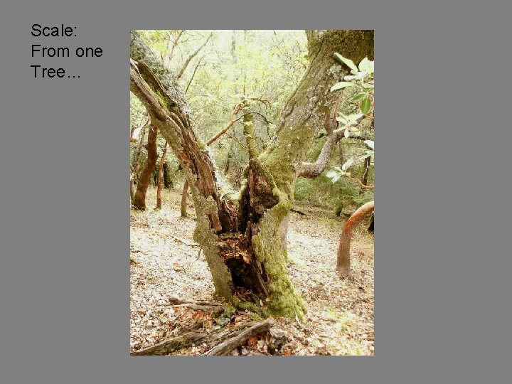 Scale: From one Tree… 