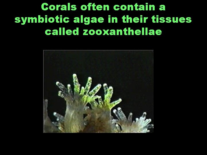 Corals often contain a symbiotic algae in their tissues called zooxanthellae 