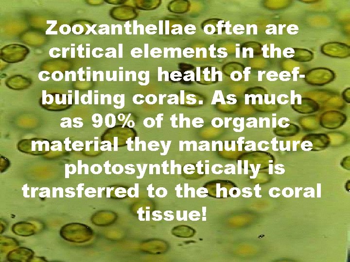 Zooxanthellae often are critical elements in the continuing health of reefbuilding corals. As much