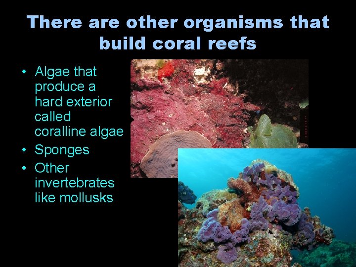 There are other organisms that build coral reefs • Algae that produce a hard