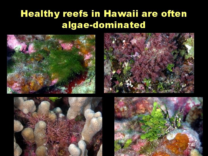 Healthy reefs in Hawaii are often algae-dominated 