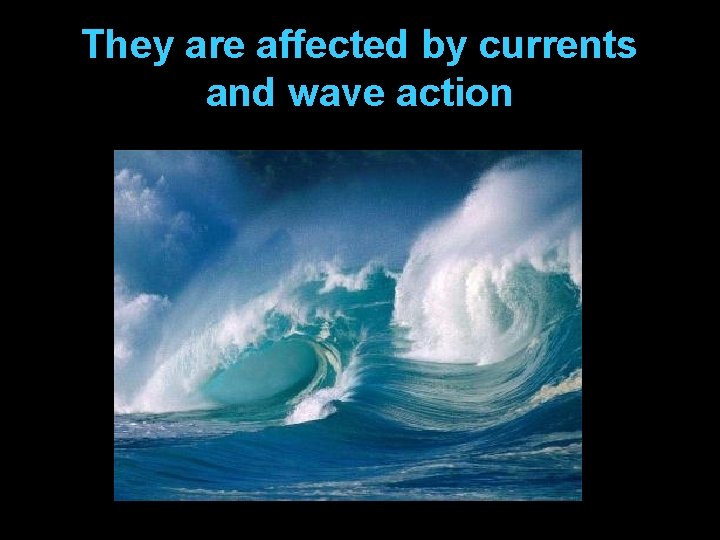They are affected by currents and wave action 