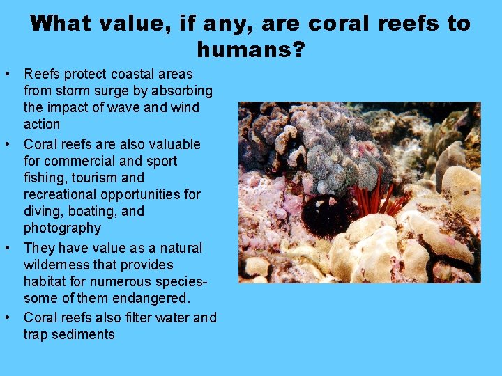 What value, if any, are coral reefs to humans? • Reefs protect coastal areas