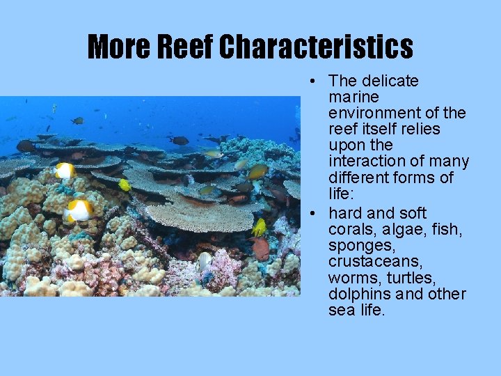 More Reef Characteristics • The delicate marine environment of the reef itself relies upon