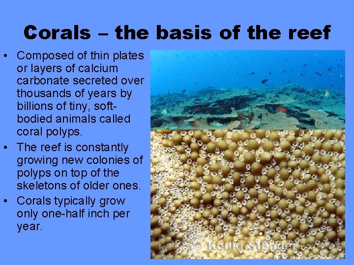 Corals – the basis of the reef • Composed of thin plates or layers