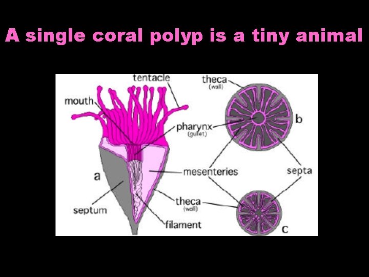A single coral polyp is a tiny animal 