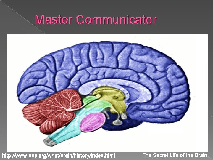 Master Communicator � kkl http: //www. pbs. org/wnet/brain/history/index. html The Secret Life of the Master Communicator � kkl http: //www. pbs. org/wnet/brain/history/index. html The Secret Life of the