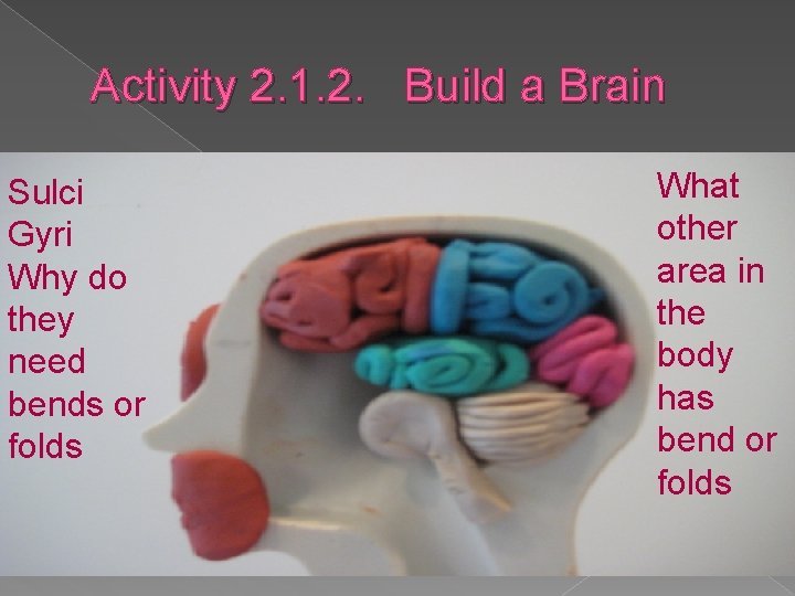 Activity 2. 1. 2. Build a Brain Sulci Gyri Why do they need bends Activity 2. 1. 2. Build a Brain Sulci Gyri Why do they need bends
