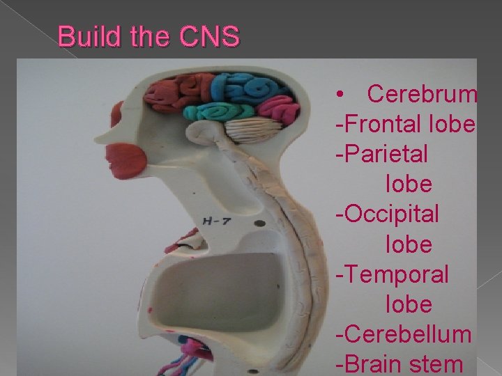 Build the CNS • Cerebrum -Frontal lobe -Parietal lobe -Occipital lobe -Temporal lobe -Cerebellum Build the CNS • Cerebrum -Frontal lobe -Parietal lobe -Occipital lobe -Temporal lobe -Cerebellum