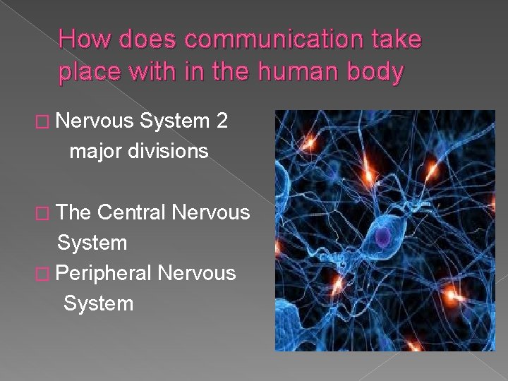 How does communication take place with in the human body � Nervous System 2 How does communication take place with in the human body � Nervous System 2