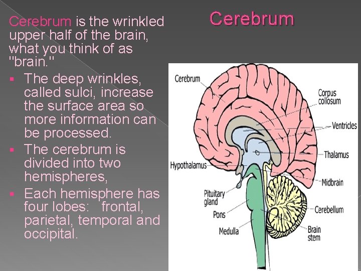 Cerebrum is the wrinkled upper half of the brain, what you think of as Cerebrum is the wrinkled upper half of the brain, what you think of as