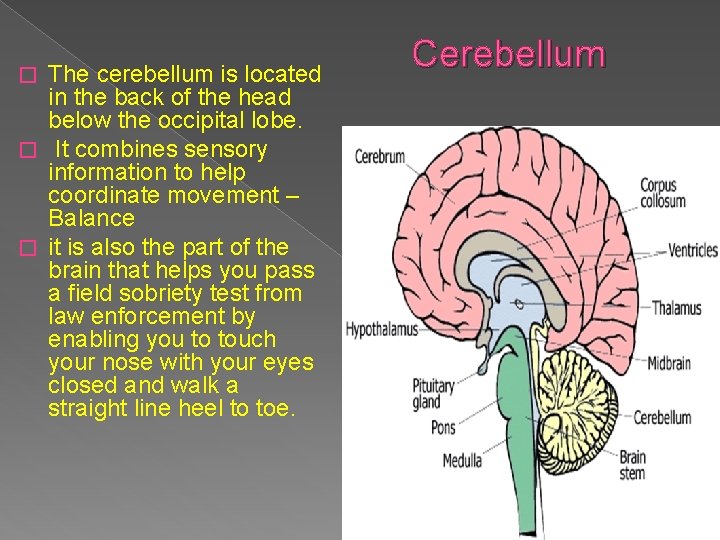 The cerebellum is located in the back of the head below the occipital lobe. The cerebellum is located in the back of the head below the occipital lobe.