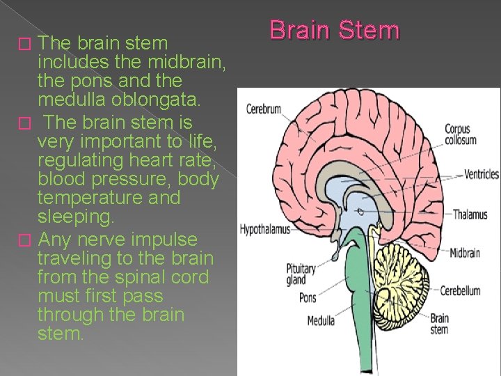 The brain stem includes the midbrain, the pons and the medulla oblongata. � The The brain stem includes the midbrain, the pons and the medulla oblongata. � The