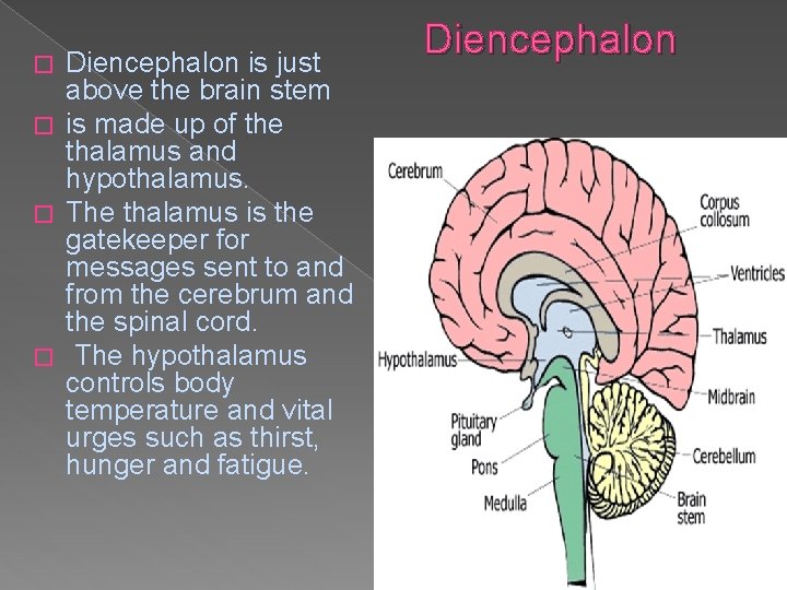 Diencephalon is just above the brain stem � is made up of the thalamus Diencephalon is just above the brain stem � is made up of the thalamus