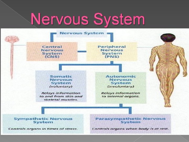 Nervous System Nervous System