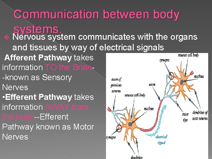 Communication between body systems. v Nervous system communicates with the organs and tissues by Communication between body systems. v Nervous system communicates with the organs and tissues by