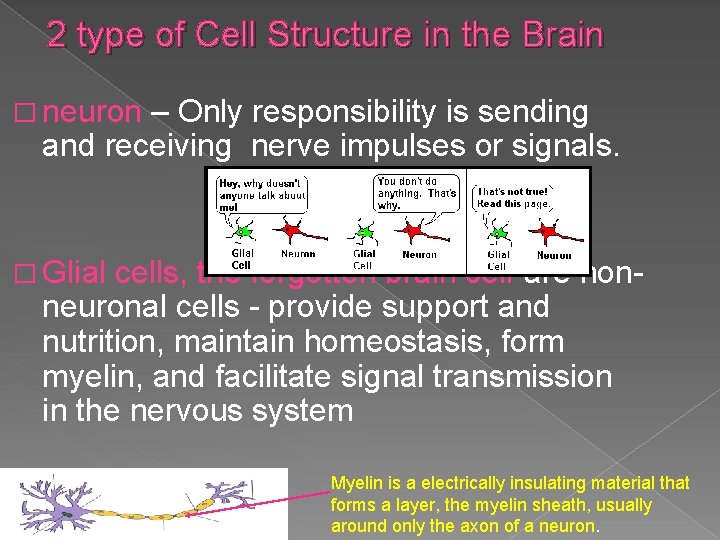 2 type of Cell Structure in the Brain � neuron – Only responsibility is 2 type of Cell Structure in the Brain � neuron – Only responsibility is
